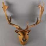 A large taxidermy buck fallow deer (Dama Dama), on small shoulder mount. Width of antlers: 73cm.