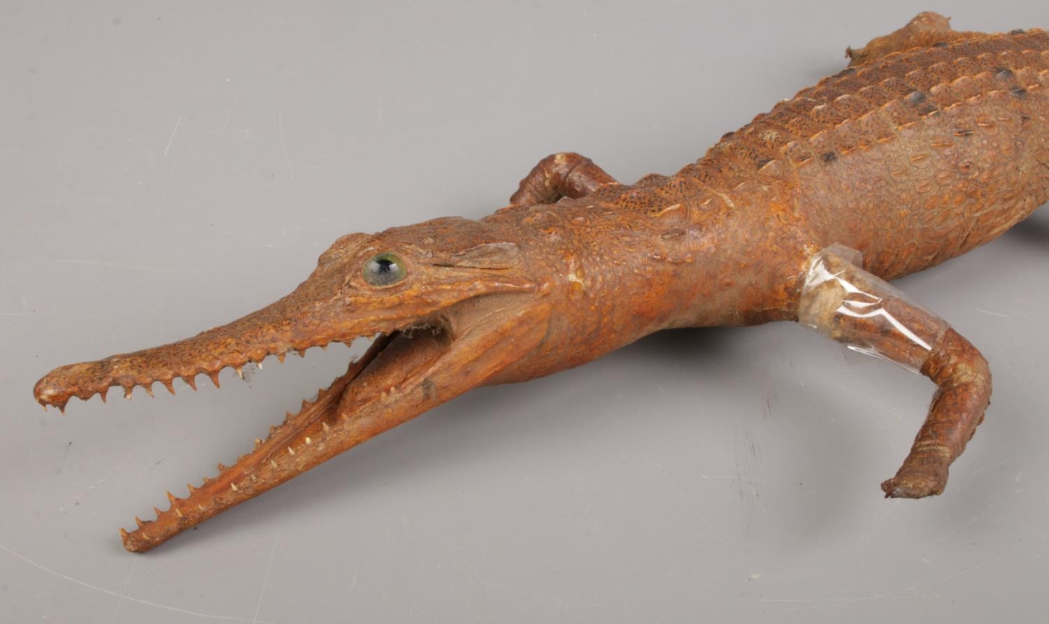 A taxidermy juvenile crocodile. L: 55cm. Damage to both front legs. - Image 2 of 3