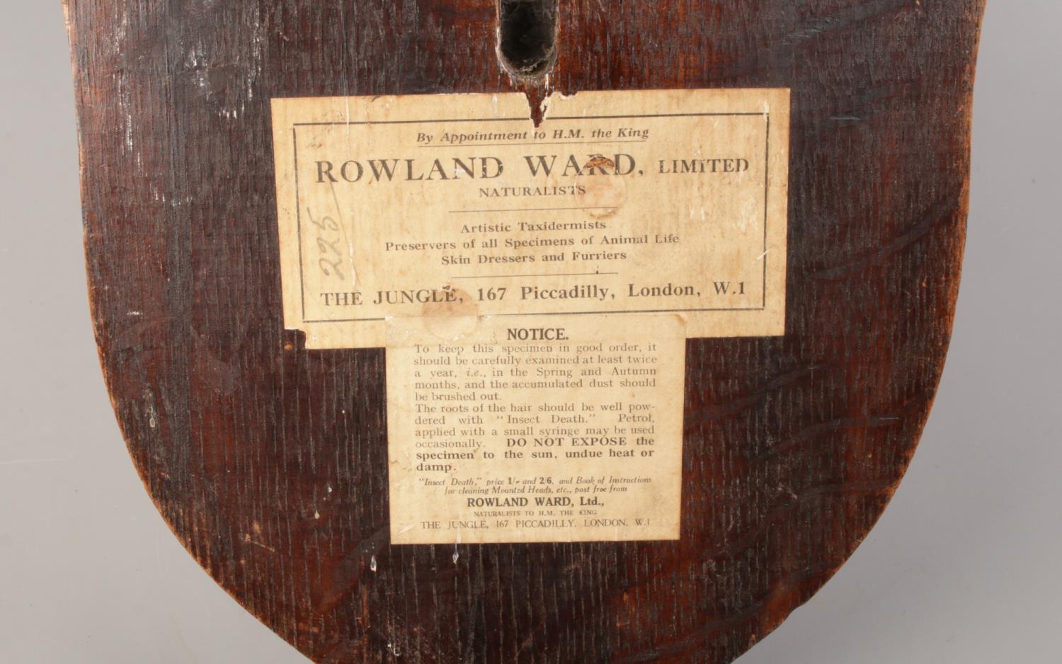 A taxidermy gazelle's head, mounted on shield plaque. Label on reverse for: Rowland Ward, The - Image 2 of 2