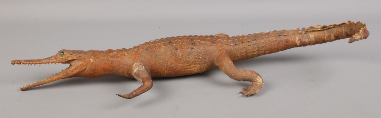 A taxidermy juvenile crocodile. L: 55cm. Damage to both front legs. - Image 3 of 3