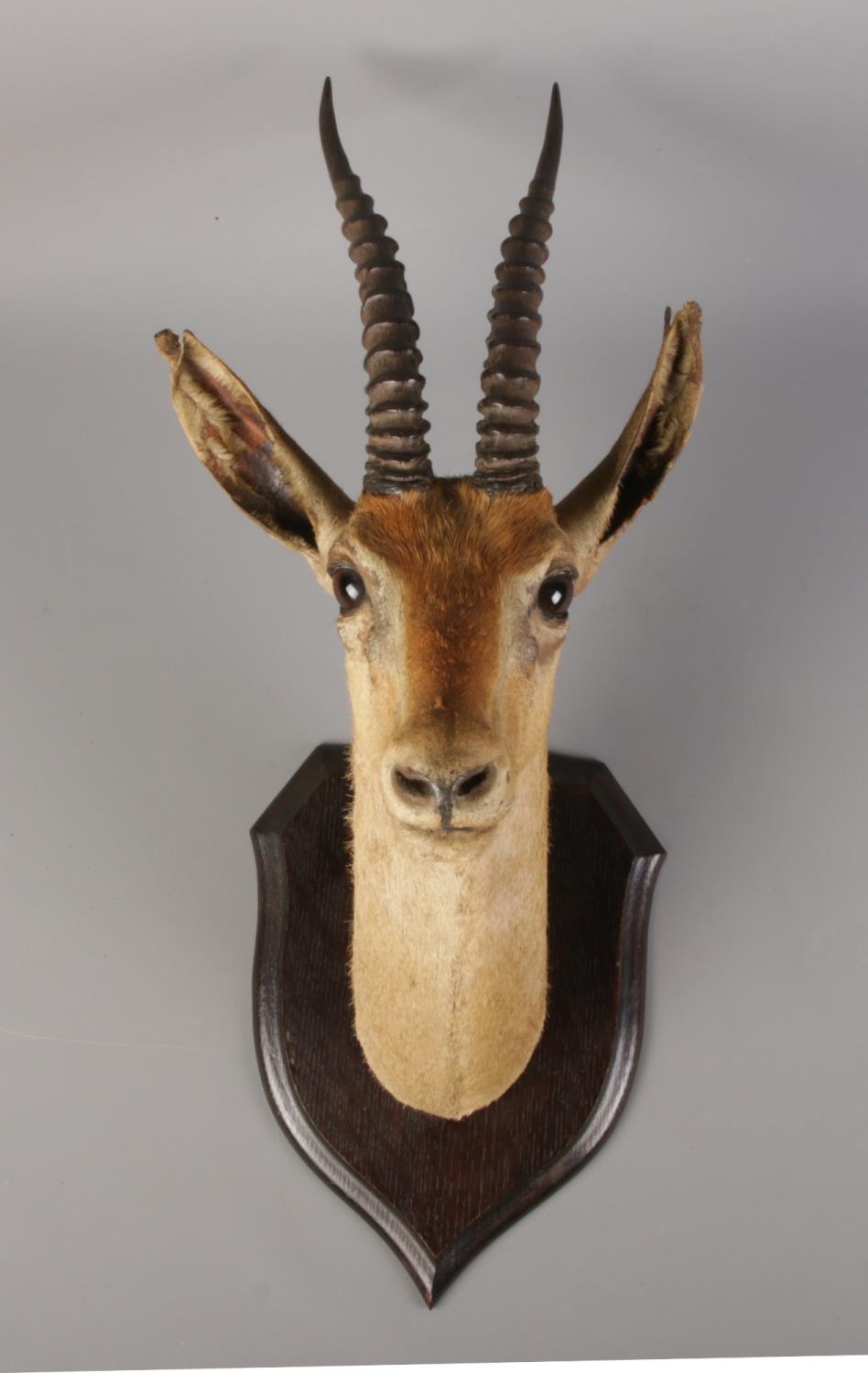 A taxidermy gazelle's head, mounted on shield plaque. Label on reverse for: Rowland Ward, The