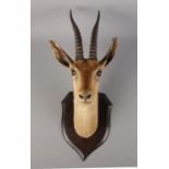A taxidermy gazelle's head, mounted on shield plaque. Label on reverse for: Rowland Ward, The