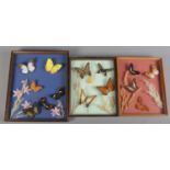 Entomology studies, Three framed butterfly displays.