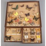 Entomology studies, Three framed butterfly displays.