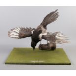 A mounted taxidermy study of a Magpie (Pica Pica). 46cm wide.