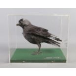 A cased taxidermy study of a Jackdaw (Corvus monedula). Cracks to Perspex case.