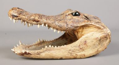 A taxidermy study of a Crocodile head (29cm length).