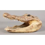 A taxidermy study of a Crocodile head (29cm length).