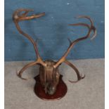 A mounted moose taxidermy. Approx. dimensions 90cm (W) x 90cm (D).
