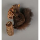 A taxidermy Squirrel mounted posed on a tree branch whilst clutching a pine cone.