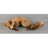 A full taxidermy adult Red Fox (Vulpes Vulpes) in recumbent position. Damage present on left ear.