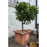 A TERRIFIC TERRACOTTA square planter with a sun effigy back and front - comes with Bay Tree