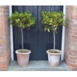 Two terracotta pots containing bay trees.