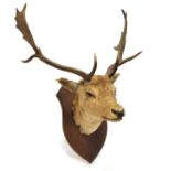Stag's head