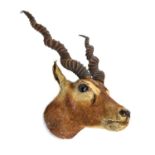 Stuffed Antelope head