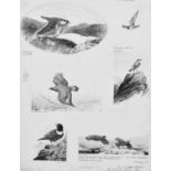Philip Snow (British 20th/21st century) Bird studies