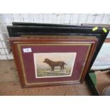 A collection of prints, to include Irish water spaniel, etc.