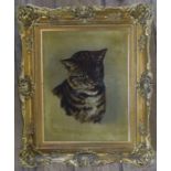 A Victorian oil on canvas, portrait of a ginger cat, 13ins x 9.5ins