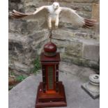An Albany fine china limited edition bronze and porcelain model, of Gyr Falcon by David Burnham