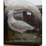 A taxidermy model, of a Gull in naturalistic setting, under a glass dome, height 20.5ins