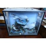 A taxidermy cased group, of sea birds, in naturalistic setting, 21ins x 26ins x 9ins
