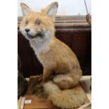 A taxidermy model, of a seated fox, on wooden base, height 22ins