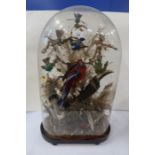 A Victorian taxidermy diorama of exotic birds, in a naturalistic setting, under a glass dome, height