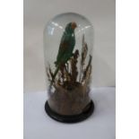 A Victorian taxidermy green parrot, in a naturalistic setting, under a glass dome, height 18.