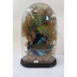 A Victorian taxidermy diorama of two exotic birds, in a naturalistic setting, under a glass dome,