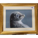 Richard Gregory, pastel, 'Hello Sailor' study of a seal, 6ins x 10ins together with a print