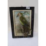 A Victorian taxidermy green parrot, in naturalistic setting, set in a frame, 13ins x 10ins. These