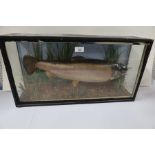 A taxidermy fish, in rectangular case with naturalistic setting, 25ins x 13.25ins x 6.5ins