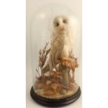 A Victorian taxidermy model, of a barn owl in naturalistic setting, under a glass dome, height 16.