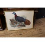 A pair of antique coloured bird prints
