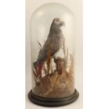 A Victorian taxidermy model, of a grey parrot in naturalistic setting, under a glass dome, height