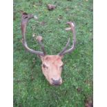 A taxidermy mounted stags head