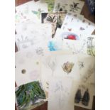 A Portfolio of Pen sketches, watercolours and Illustrations of Botanical Subjects and Naturalistic