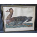 Peter Mazell (fl. 1761-1797), White Fronted Goose, hand tinted engraving, 44x32cm, framed