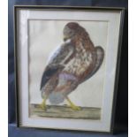 Peter Mazell (fl. 1761-1797), The Buzzard, hand tinted engraving, 44x32cm, framed