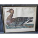 Peter Mazell (fl. 1761-1797), White Fronted Goose, hand tinted engraving, 44x32cm, framed