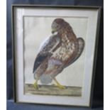 Peter Mazell (fl. 1761-1797), The Buzzard, hand tinted engraving, 44x32cm, framed