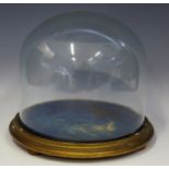 A 19th Century glass dome on gilt wood and velvet base, stand 28cm diam.