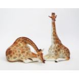 A 20th Century porcelain model of a seated Giraffe together with a similar one lying down, Russian
