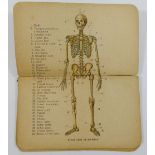 A late 19th/early 20th century small medical paper booklet containing 12 colour printed anatomical
