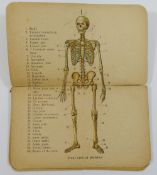 A late 19th/early 20th century small medical paper booklet containing 12 colour printed anatomical