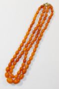 A double string of amber beads, the largest bead 1.5cm long, with gold plated ring clasp, 26.
