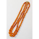 A double string of amber beads, the largest bead 1.5cm long, with gold plated ring clasp, 26.