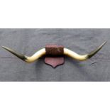 A pair of Highland Cattle horns, mounted to an oak shield-shaped wall plaque,
