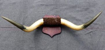 A pair of Highland Cattle horns, mounted to an oak shield-shaped wall plaque,