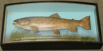 A stuffed trout in glass case by J Cooper and Sons,